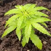 Milky Way F1 Auto