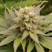 Lord Kush