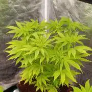 Cali Crasher Marshydro