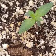 Lord Kush
