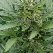 Super Boof XL Auto Outdoor