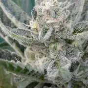 Papaya Zoap Auto