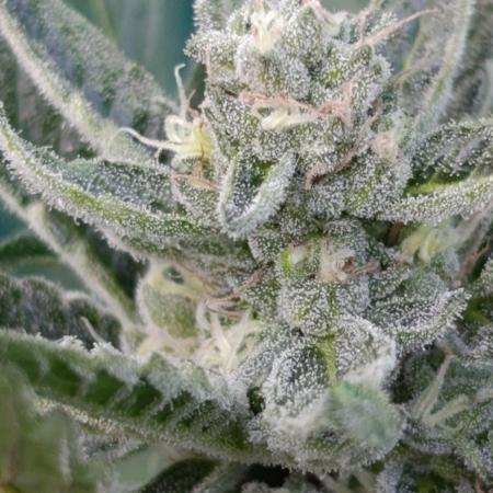 Papaya Zoap Auto