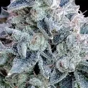 GokuZ OG Test & Marshydro