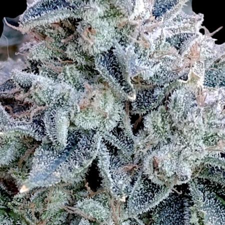 GokuZ OG Test & Marshydro