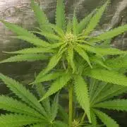 Papaya Stank