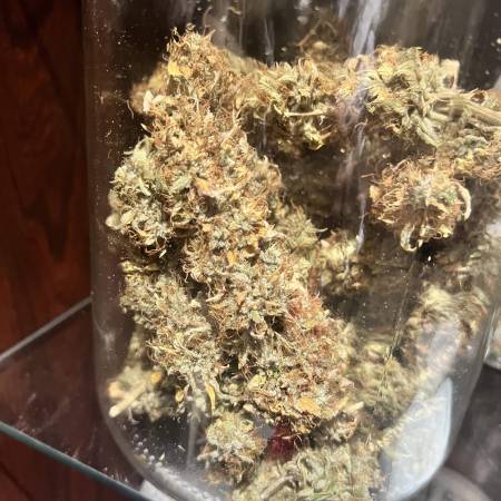 24k GOLD AUTO!! Dr.Seeds