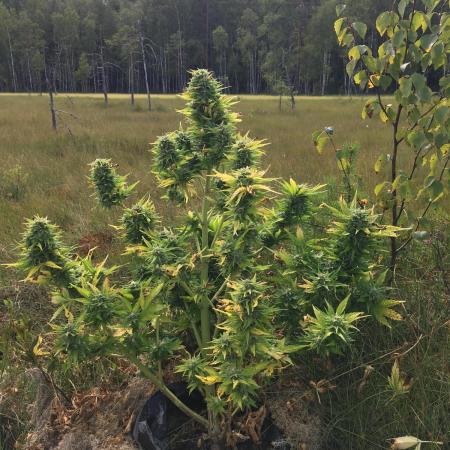 scout  cookies