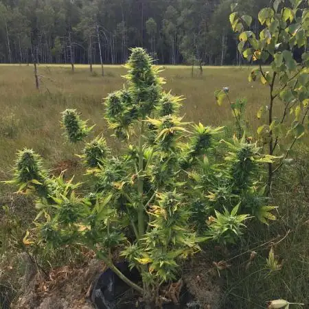 scout  cookies