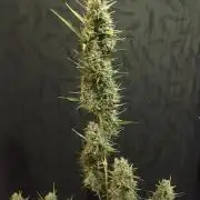 GorillaCookies StrawberryBanana AUTO