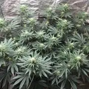 The Tropical Ice Cream One F026