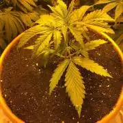 StrawberryBanana GorillaCookies AUTO