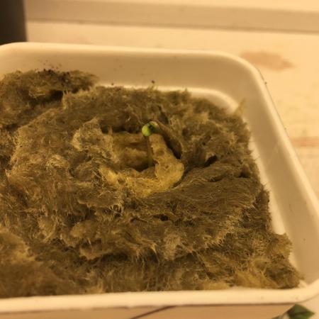 Strawberry Chemdawg OG