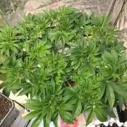 Strawberry Chemdawg OG