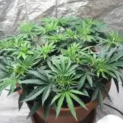 The Tropical Ice Cream One  F026