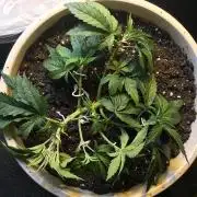 Strawberry Chemdawg OG