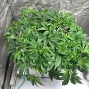 Strawberry Chemdawg OG