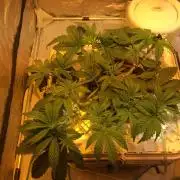 Strawberry Chemdawg OG