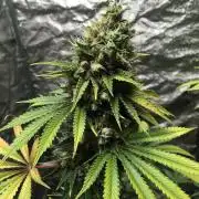 The Tropical Ice Cream One  F026