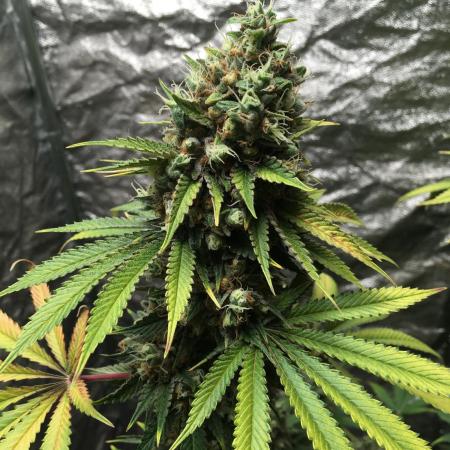 The Tropical Ice Cream One  F026