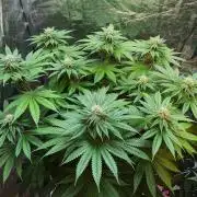 DWC Strawberry Chemdawg OG