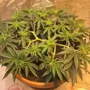 The Tropical Ice Cream One  F026