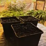 StrawberryBanana GorillaCookies AUTO