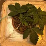 Strawberry Chemdawg OG