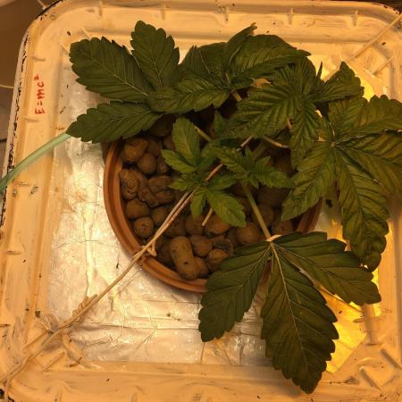 Strawberry Chemdawg OG