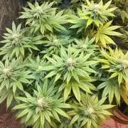 DWC Strawberry Chemdawg OG