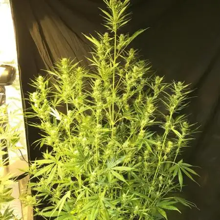 StrawberryBanana GorillaCookies AUTO
