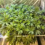 DWC Strawberry Chemdawg OG