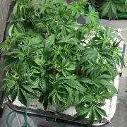 Strawberry Chemdawg OG