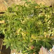 Strawberry Chemdawg OG