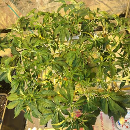 Strawberry Chemdawg OG