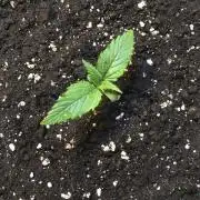 StrawberryBanana GorillaCookies AUTO