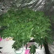 Strawberry Chemdawg OG