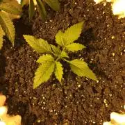 StrawberryBanana GorillaCookies AUTO