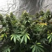 The Tropical Ice Cream One  F026