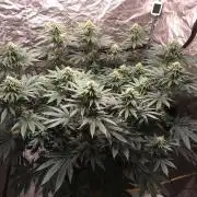 The Tropical Ice Cream One  F026