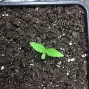 StrawberryBanana GorillaCookies AUTO