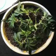 Strawberry Chemdawg OG