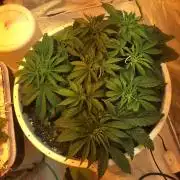 Strawberry Chemdawg OG