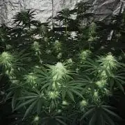 The Tropical Ice Cream One  F026