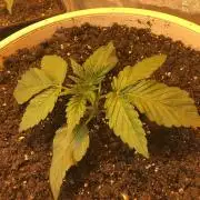 Strawberry Chemdawg OG