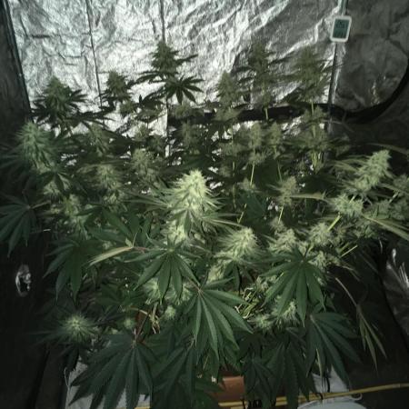 The Tropical Ice Cream One  F026