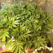 Strawberry Chemdawg OG