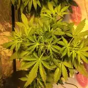 StrawberryBanana GorillaCookies AUTO