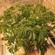 Strawberry Chemdawg OG