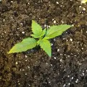 StrawberryBanana GorillaCookies AUTO